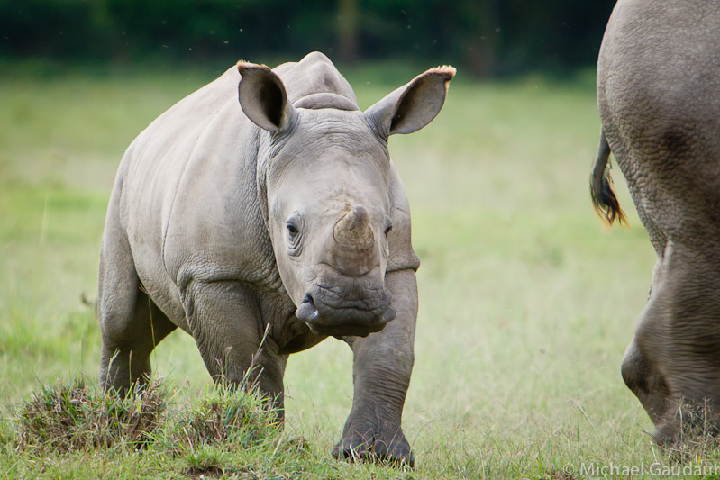 Little rhino calf with mother at Lake Nakuru