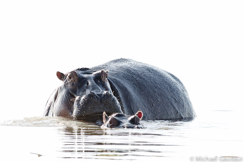 baby hippo with mother