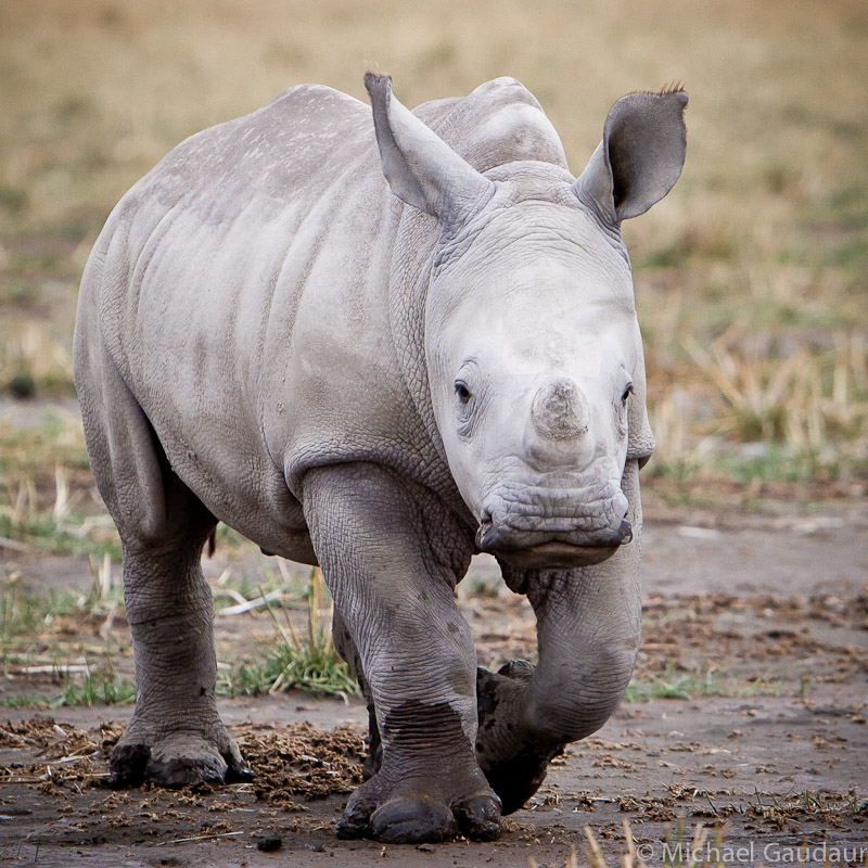 adorable baby rhino portrait