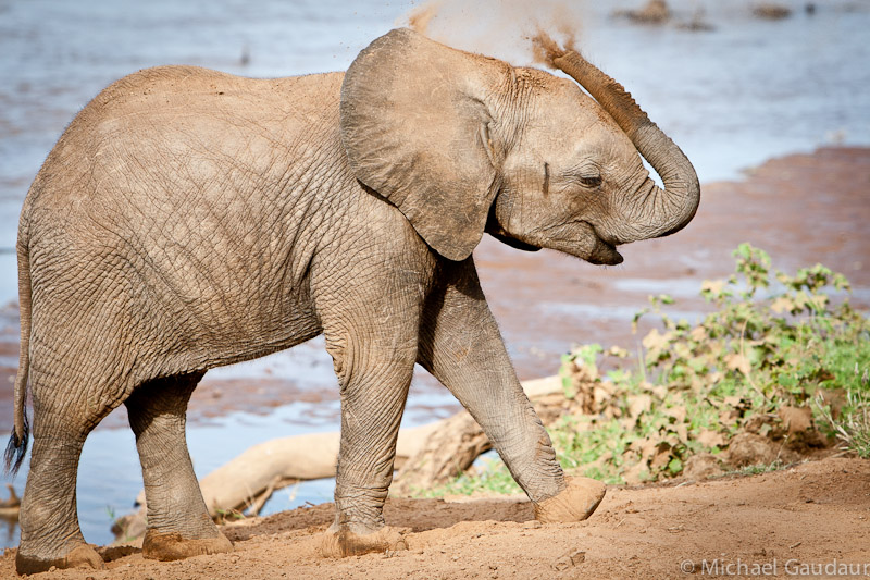 elephant apllying dirt as sunscreen