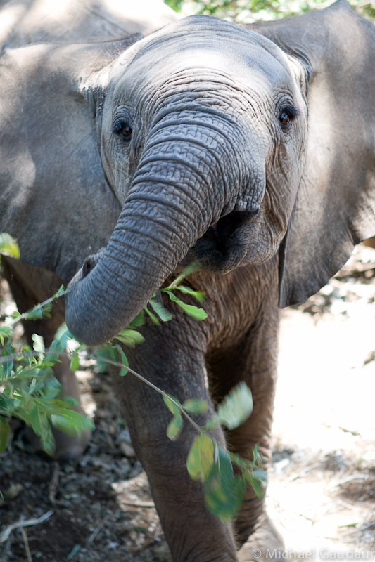 inquisitive little elephant walks up to landrover