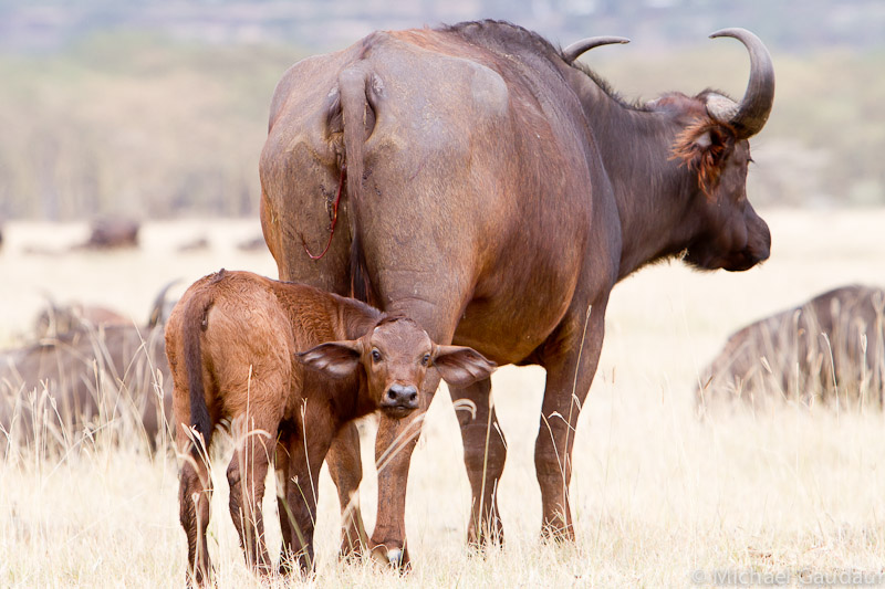 newborn buffalo calf standing behind mother
