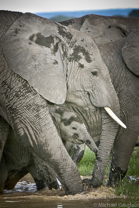 herd of elephants protecting baby as they walk through stream