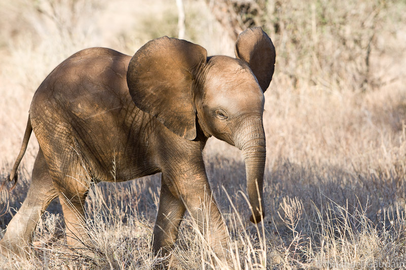 tiny elephant walking and looking directly at us