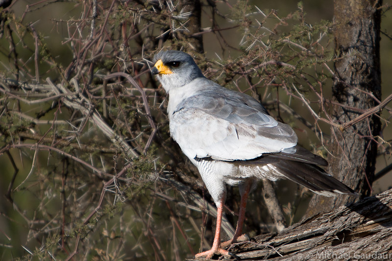 African goshawk perches on a branch