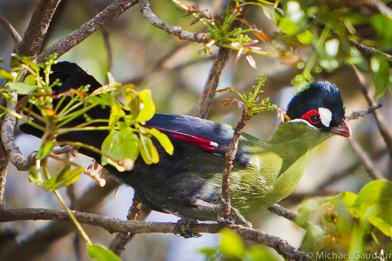 Hartlaub's turaco in tree