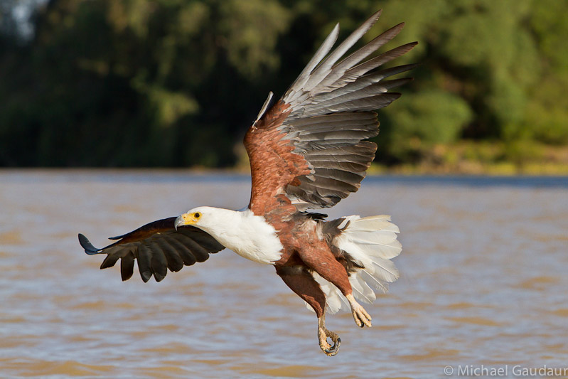 African fish eagle soars just above the water