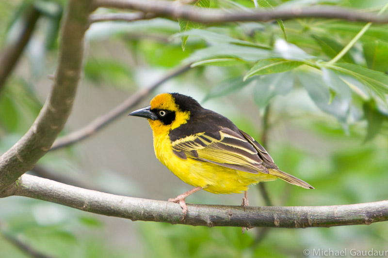 baglafecht weaver