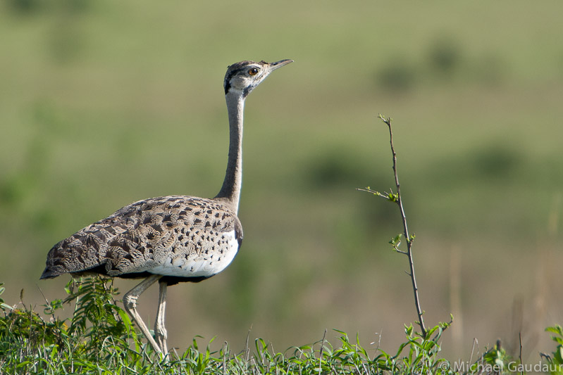 black-bellied bustard walking throught the grass.