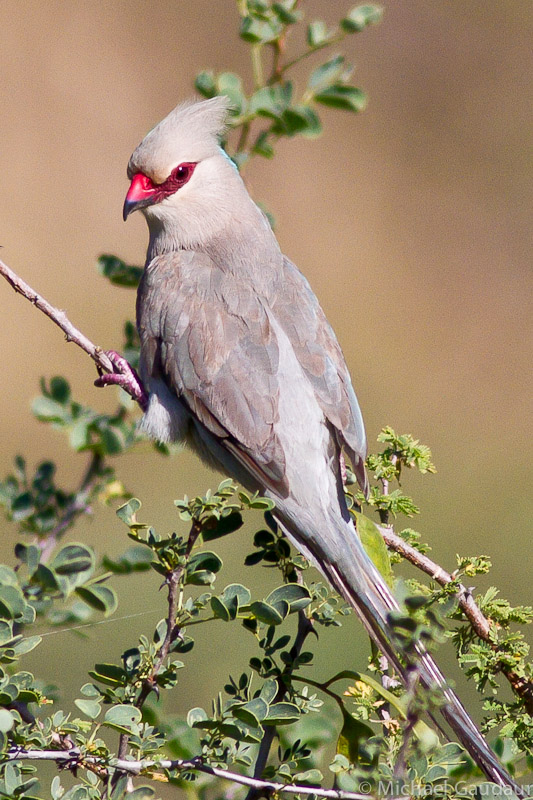 blue-naped mousebird in tree