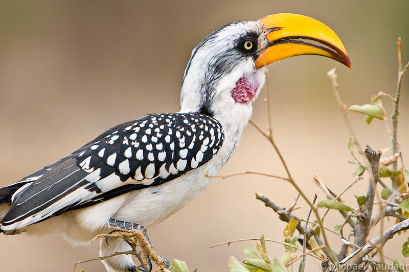 eastern yellow-billed hornbill on branch