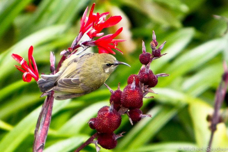 female bronze sunbird perched on flower