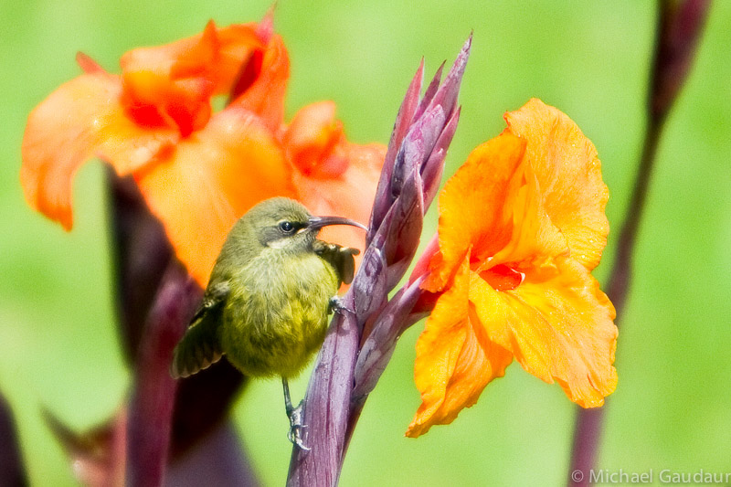 female bronze sunbird on orange flower