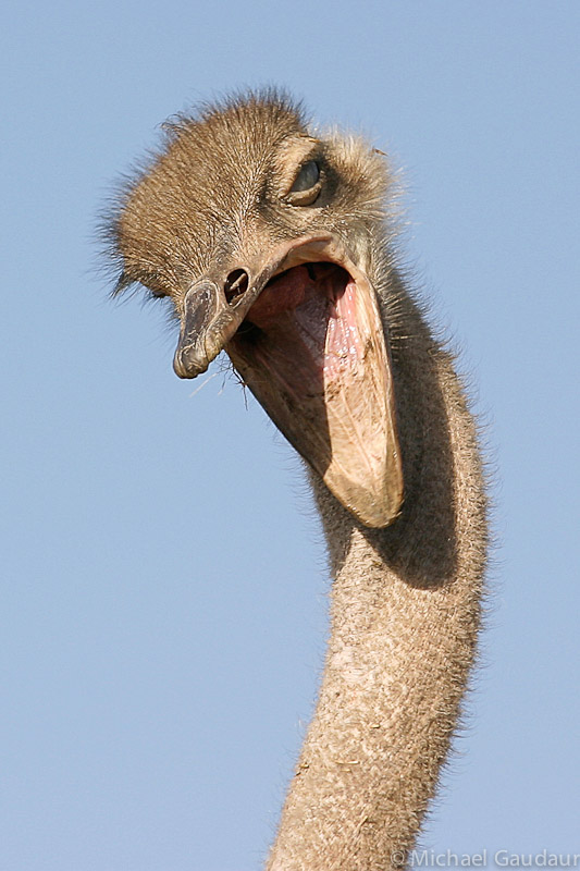 crazy ostrich head with mouth open