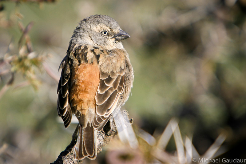 rufous sparrow on thorn bush