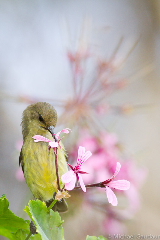 sunbird feeding from flower with pink background