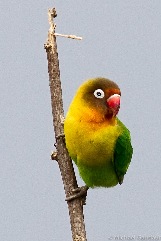 Fischer's lovebird on branch with blue sky