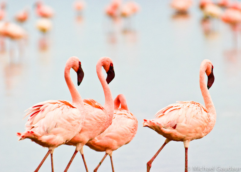 three and a half flamingos along shore of Lake Nakuru
