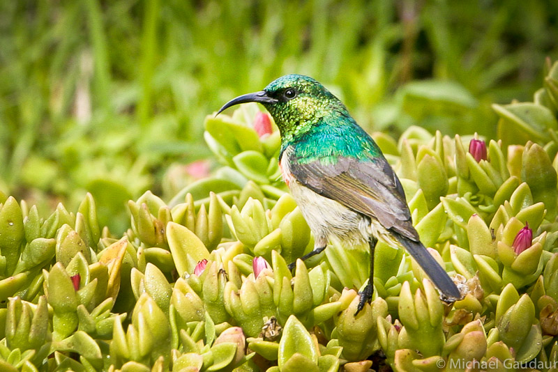 green-headed sunbird on flower in garden