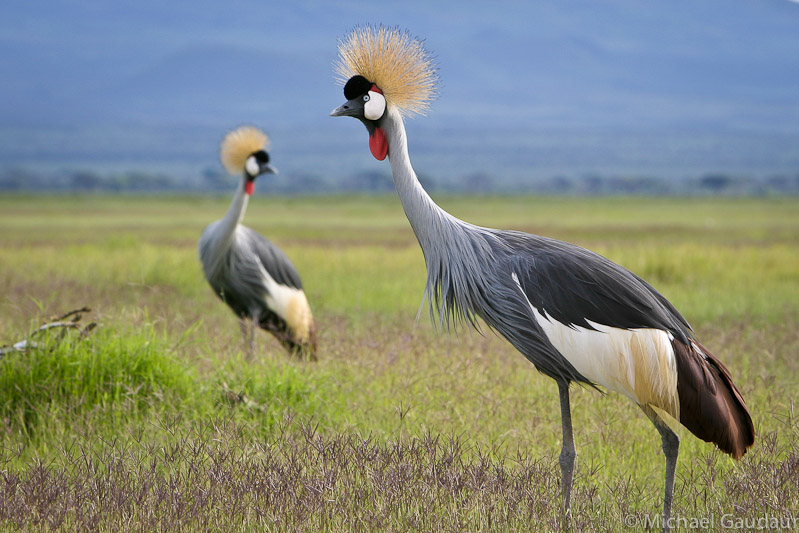  pair of grey crowned cranes in front of Mt. Kili