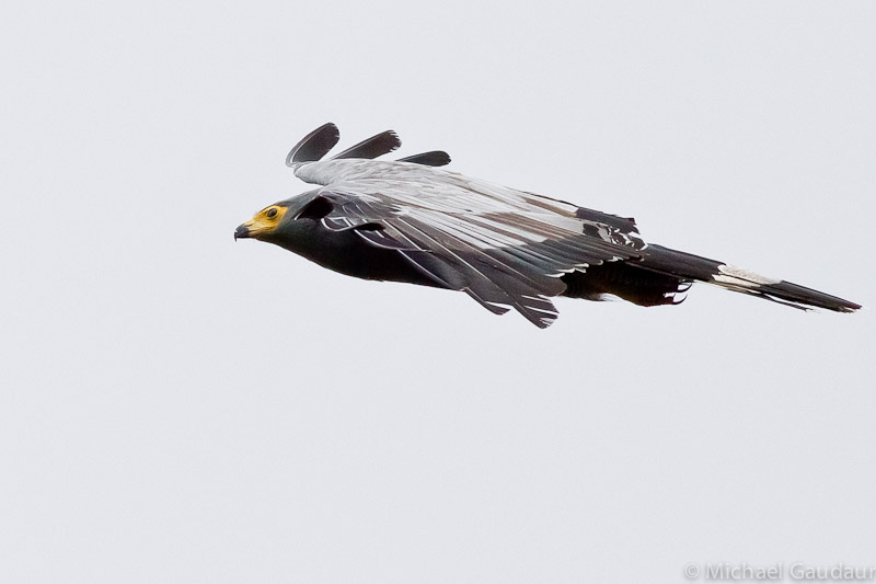 harrier hawk in flight
