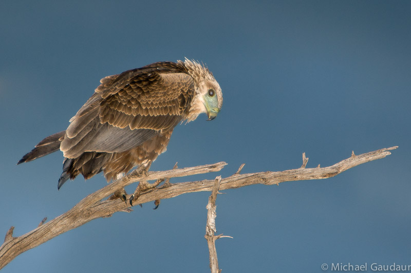 immature bateleur eagle sitting on dead tree