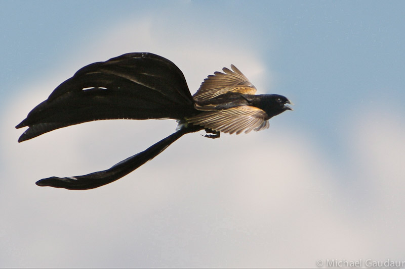 flying Jackson's widowbird in mating plumage