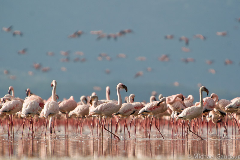 lesser flamingo in a crowd of flamingos in Lake Nakuru