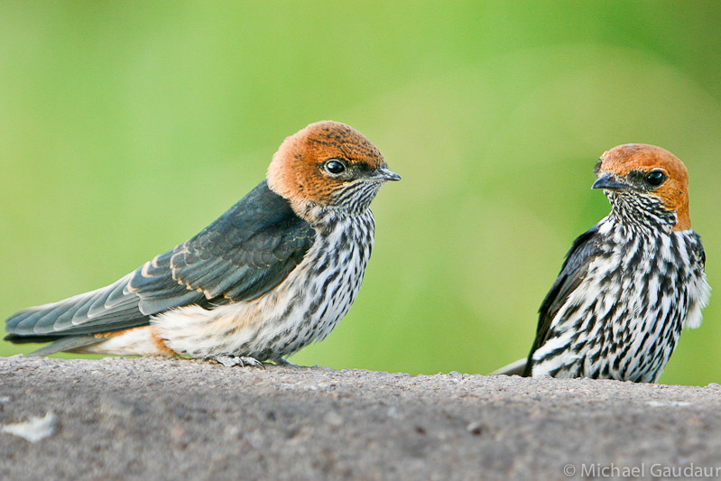 lesser-striped swallow pair