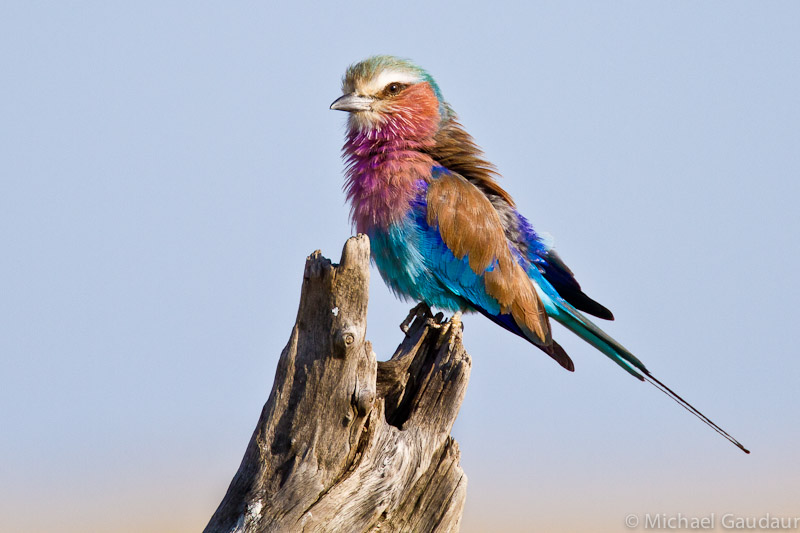 lilac breasted roller on tree stump