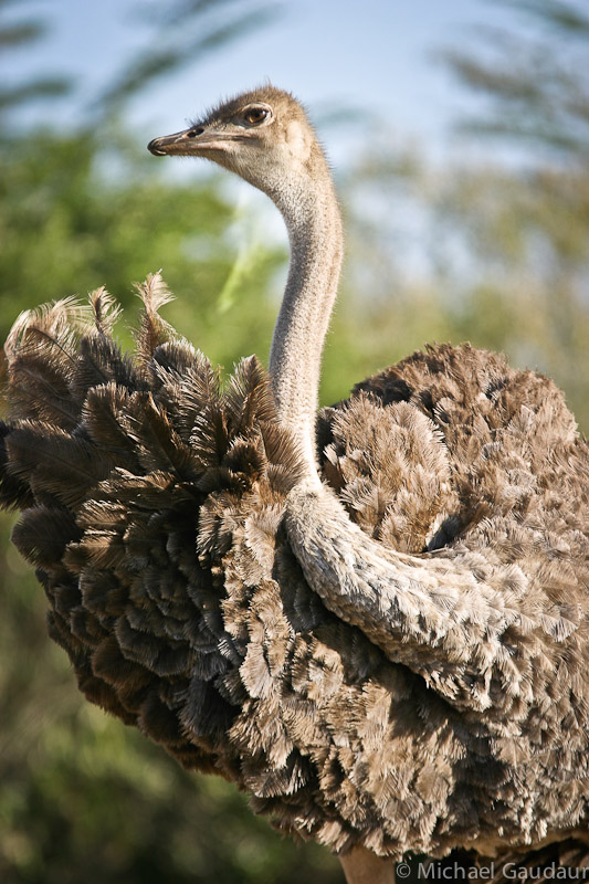 comical ostrich preening herself