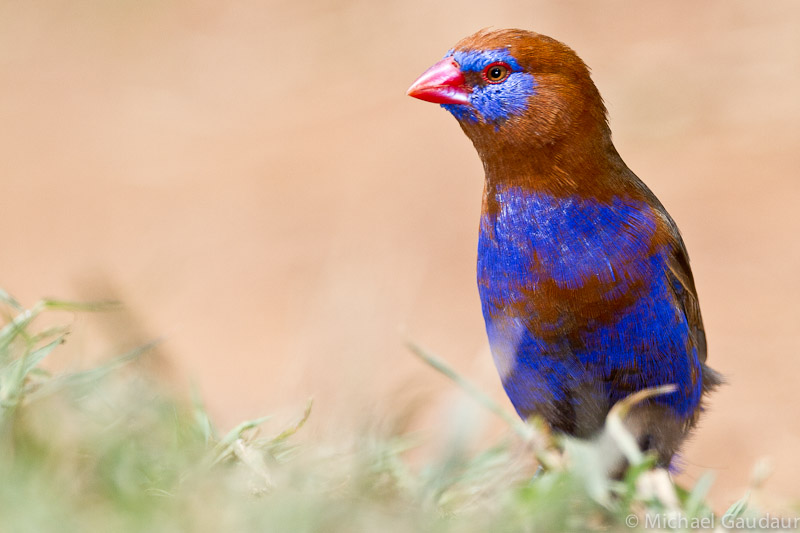 immature purple grenadier on ground