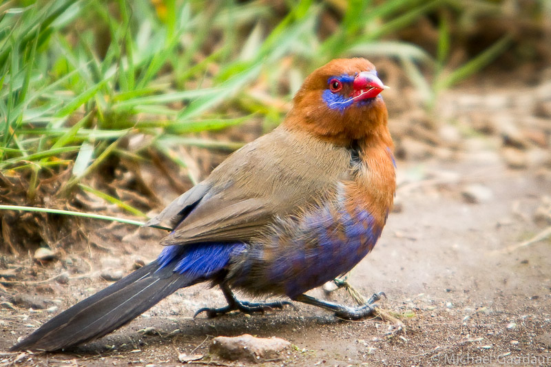 purple grenedier with grass on ground