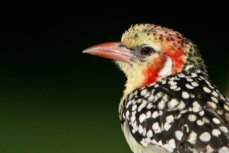 red and yellow barbet head shot