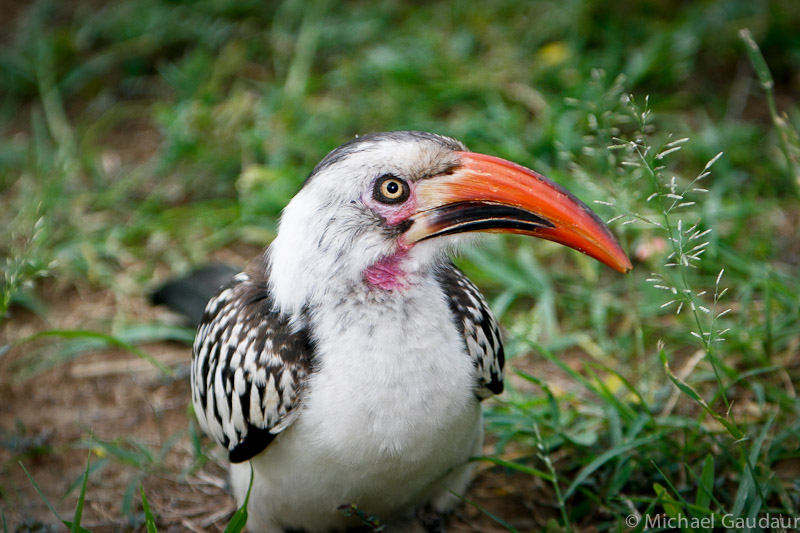 red-billed hornbill on ground staring into camera