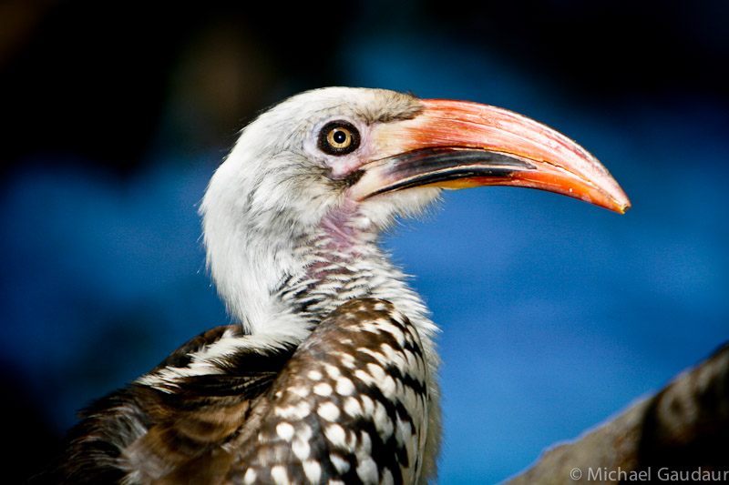 red billed hornbill profile with blue background