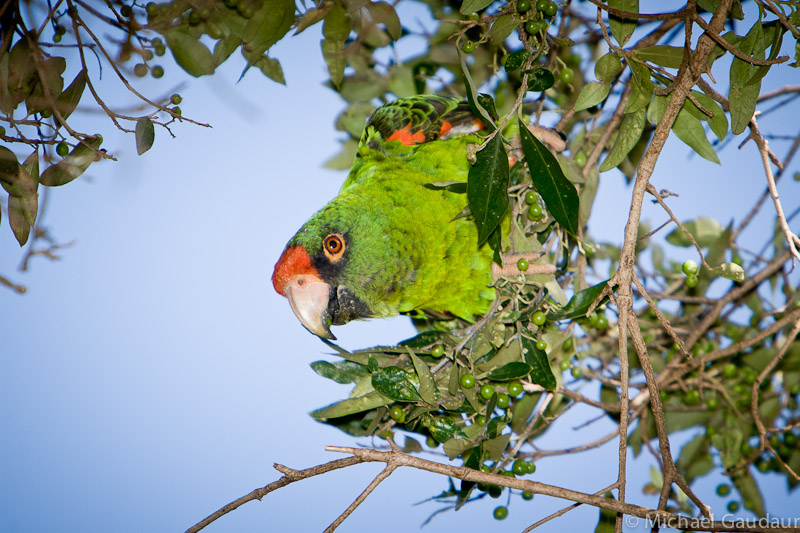 red-fronted parrot in olive tree