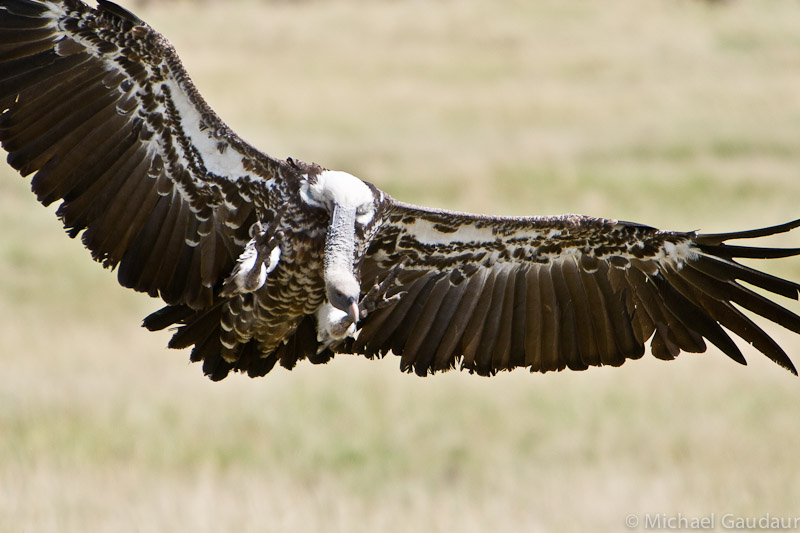 Rueppell's griffon vulture landing