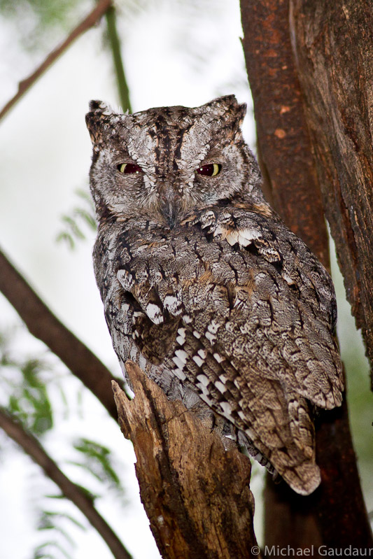 scops owl awakened from mid day sleep
