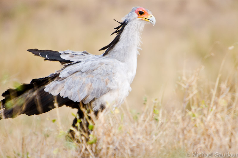 secretarybird profile from gound level