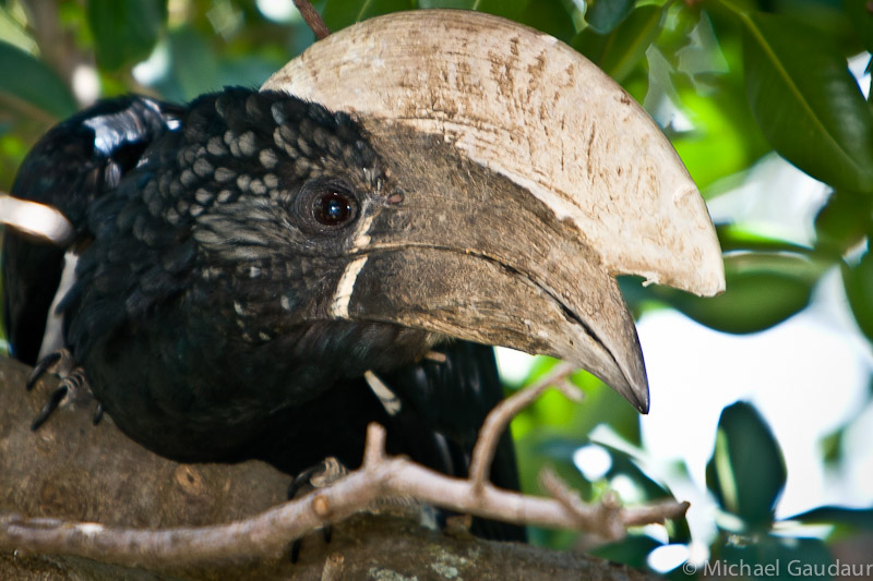 silvery-cheeked hornbill peers at camera from tree branch