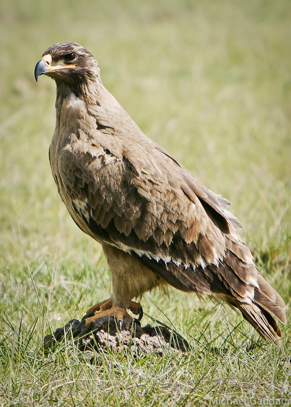 steppe eagle standing on mound