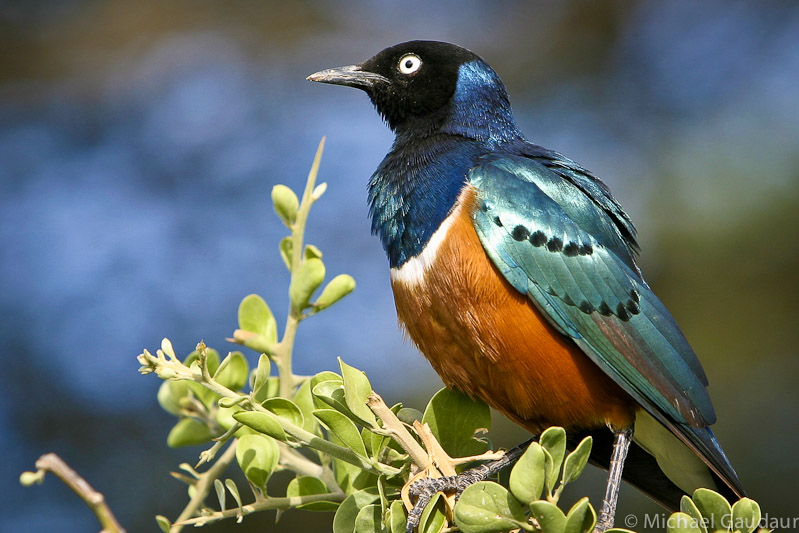 superb starling perched on branch