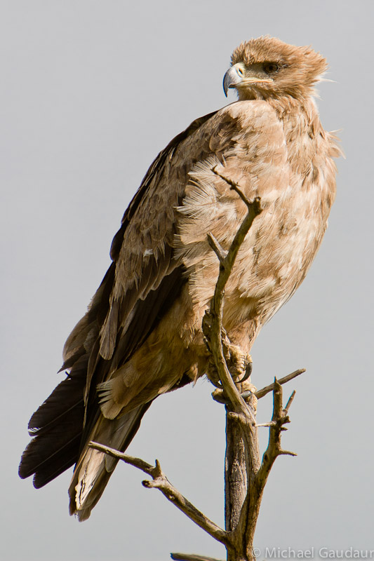 tawny eagle on dead tree branch