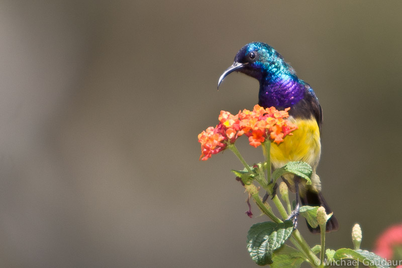 variable sunbird sitting on orange flower