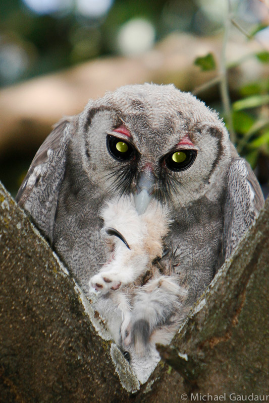 Verreaux's eagle owl with cat legs