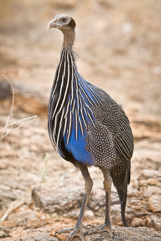 vulturine guineafowl on ground