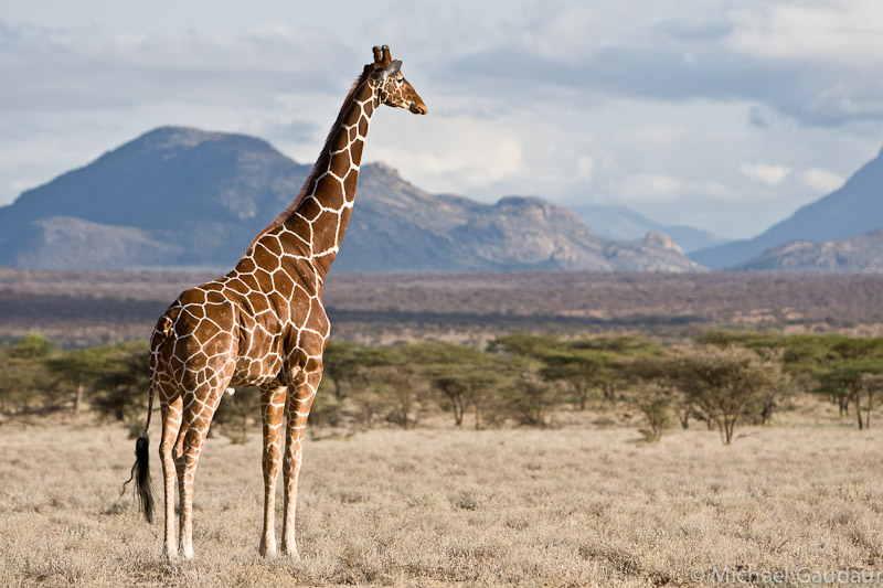 Samburu giraffe vista