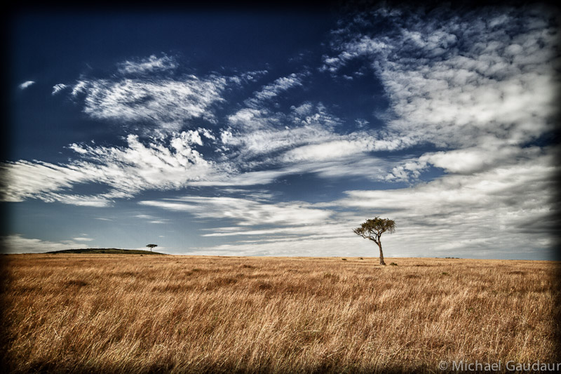 grass, sky, and trees