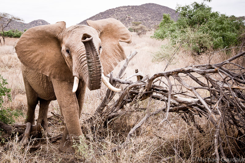 agitated adolescent elephant